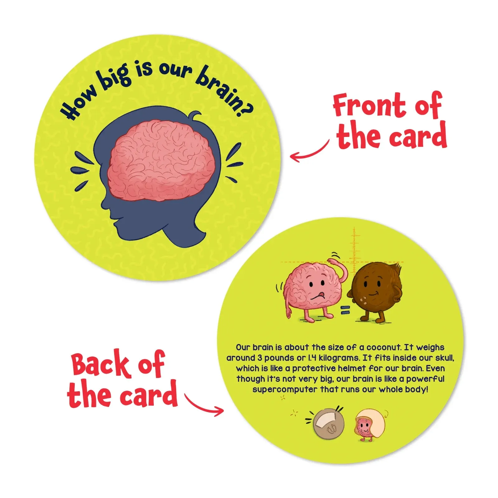 Flash Cards Science Snippets Kit | The Human Body (ages 7 )